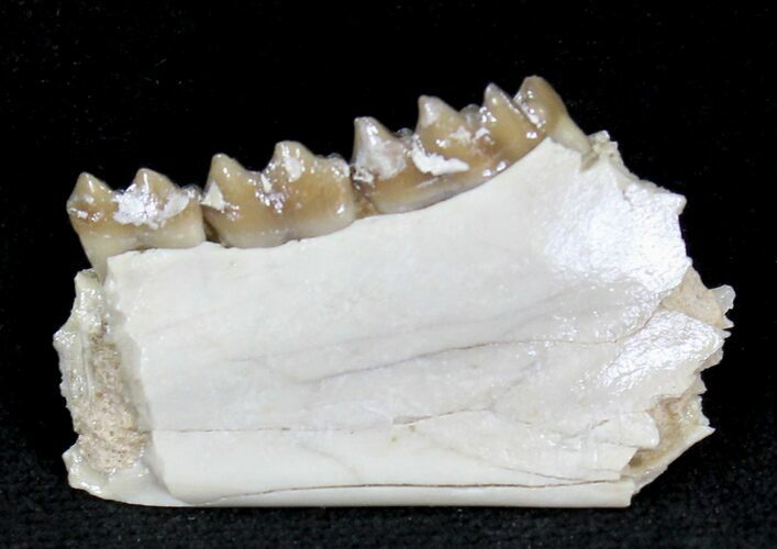 Oligocene Ruminant (Leptomeryx) Jaw Section #21127
